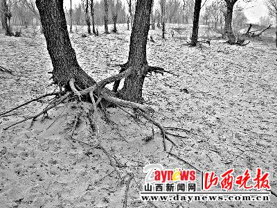 山西运城河津市，由于干旱导致土地沙化，树根露在了外面.jpg