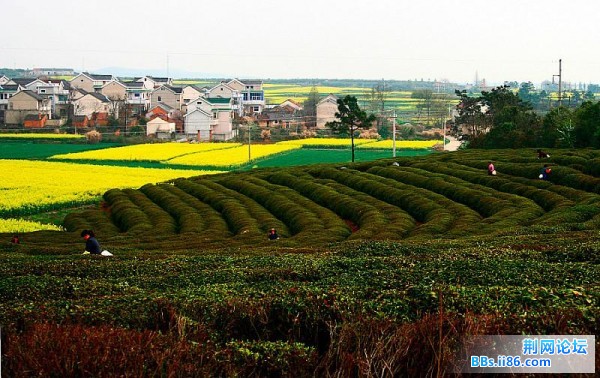 182314-339154398_d (中等).jpg