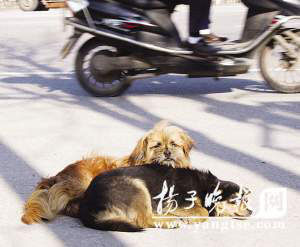 小狗在车流中守护受伤同伴