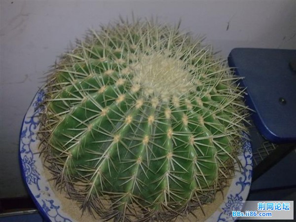 20090323295 (小).jpg