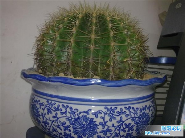 20090323294 (小).jpg