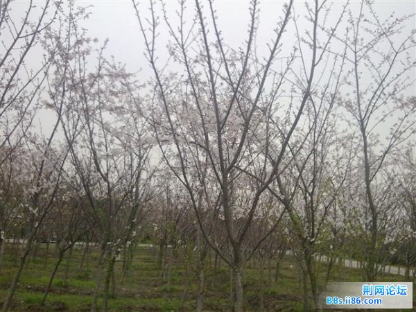 20090328325 (小).jpg