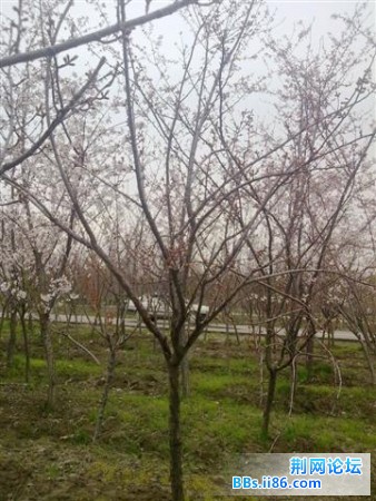 20090328323 (小).jpg