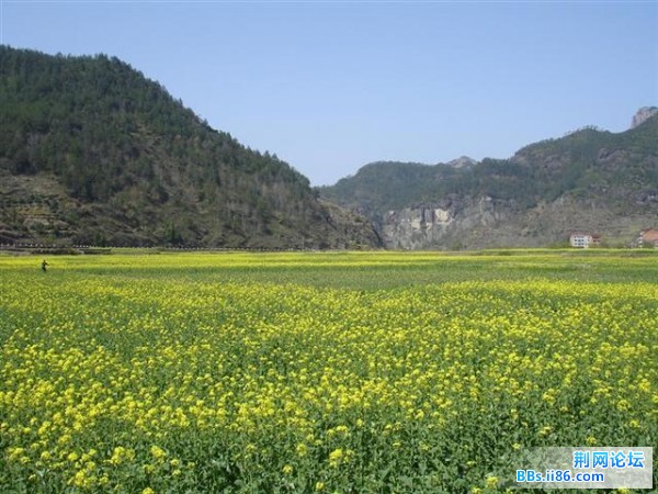 网站上宣传的很漂亮的油菜花田