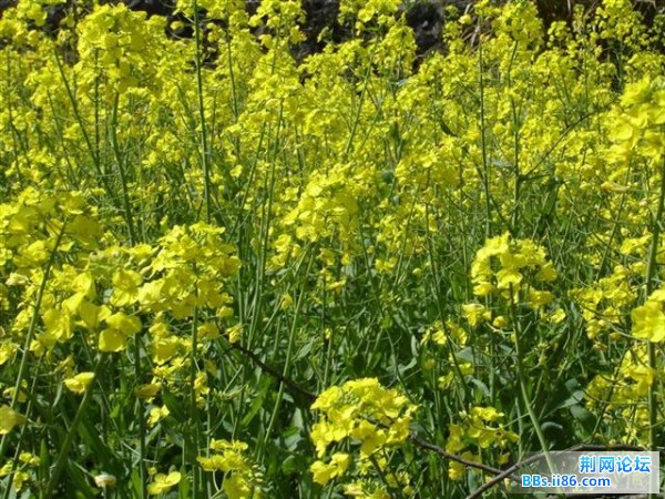 黄黄灿灿的油菜花很漂亮哦！