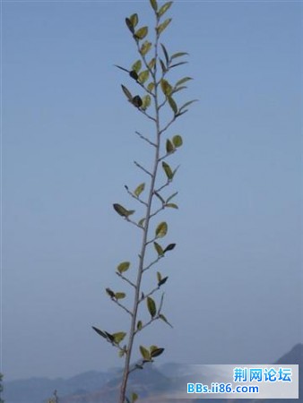 山顶上的一支树枝