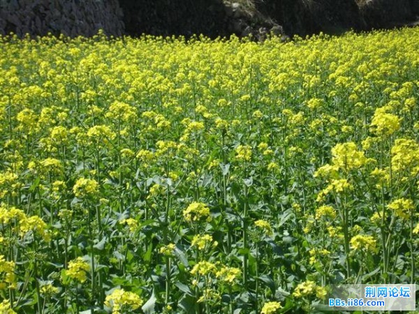 跟我们大荆的油菜花差不多，但是也挺漂亮的。