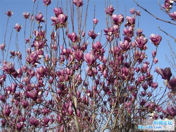 一片紫玉兰花田，不知道这个花是不是叫这个名字
