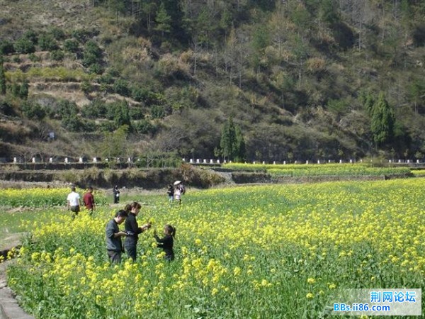 很多慕名来看油菜花的人
