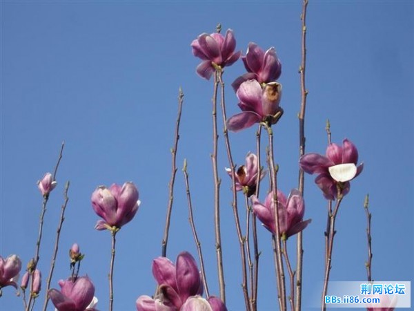  很漂亮，但是有些也已经谢了