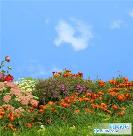 20090320015140303 (小).jpg