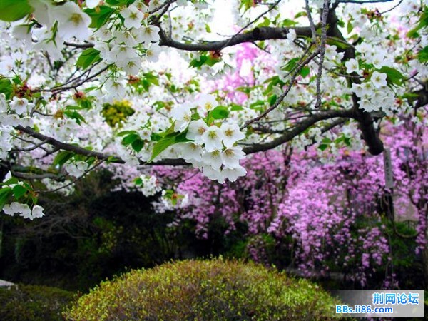 20090303064231921 (小).jpg