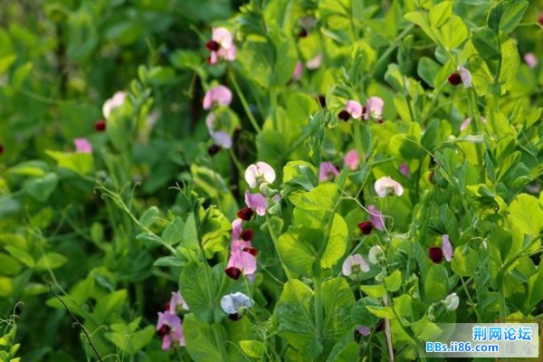 20090319122637223 (小).jpg