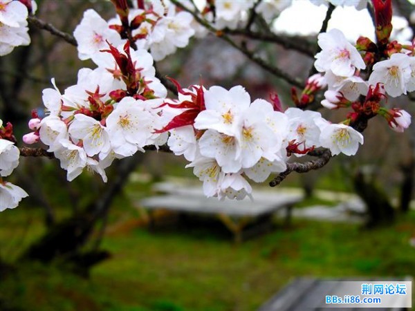 20090303064300852 (小).jpg