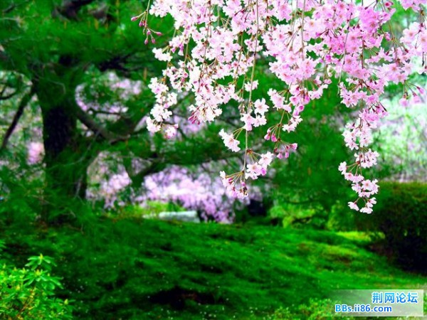 20090303064012455 (小).jpg