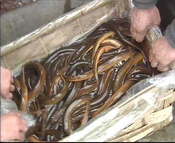 给黄鳝喂避孕药，速肥，经济效益好