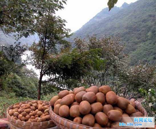 给弥猴桃施“膨大剂”使其增大，价格翻番