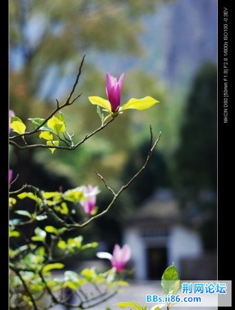 DSC_1976_nEO_IMG.jpg
