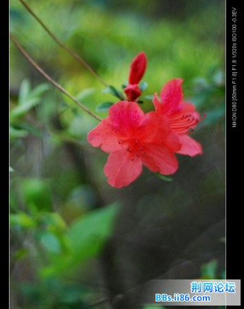 DSC_1931_nEO_IMG.jpg