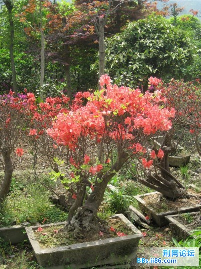 这个盆景好漂亮，从来没见过哦，真是太喜欢了。