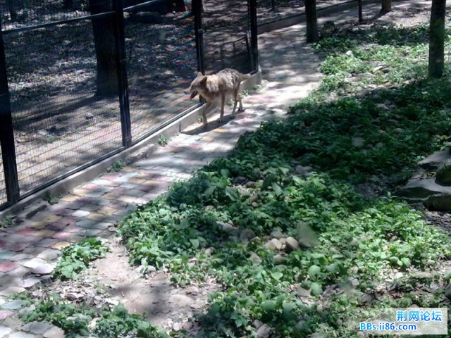 20090501544 (中等).jpg