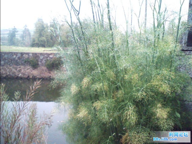 我没见过的植物