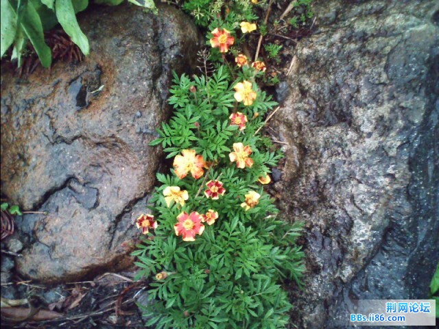 野花哦 从没见过这么好看的野花