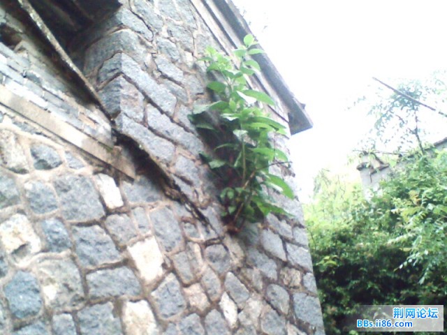 耐不住寂寞的绿色