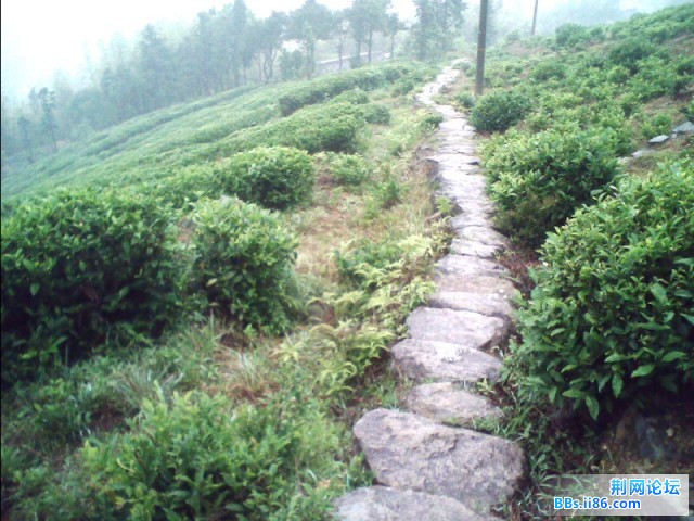 茶园石头路