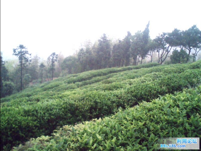 茶园
