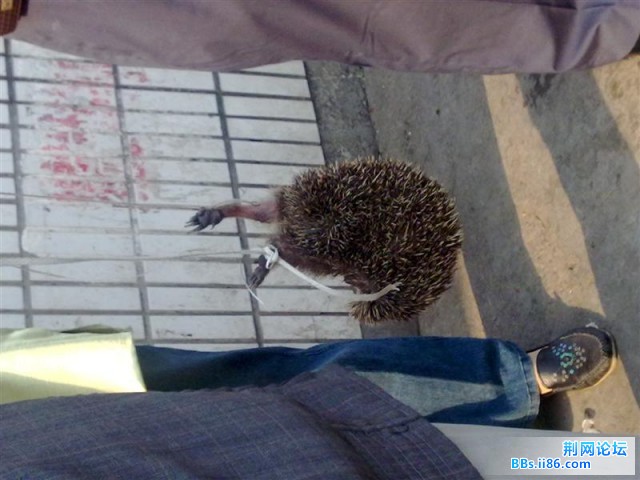 20090529717 (中等).jpg