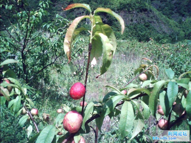 到底是桃子还是枣啊