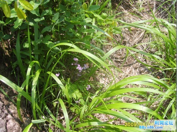 22路边的紫色小花.jpg