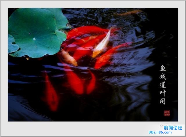 鱼戏莲叶间6.jpg