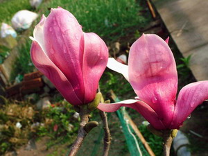 DL022.JPG