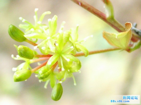 DSCF2509.JPG