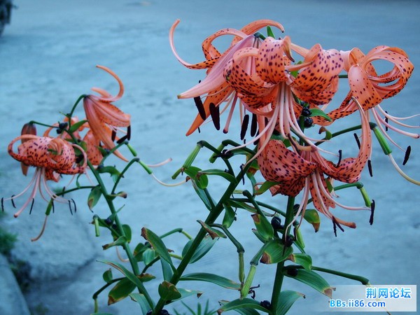 DSCF4337.JPG