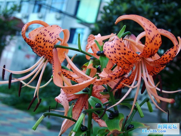DSCF4331.JPG