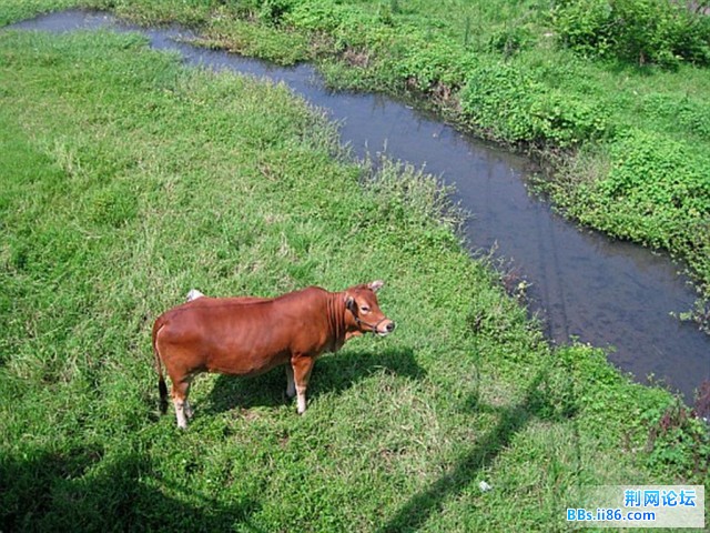 在日偏食阳光下的牛。