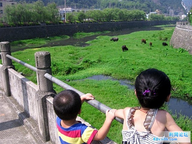 到了公园却被一群牛吸引了