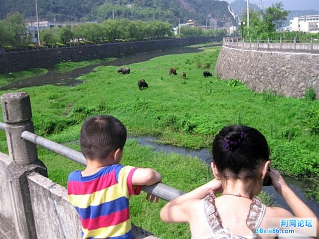 瑶瑶用电焊镜片看牛，不知道能看到什么？