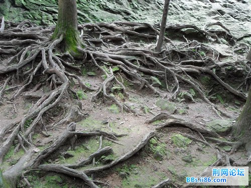 大自然的生命力