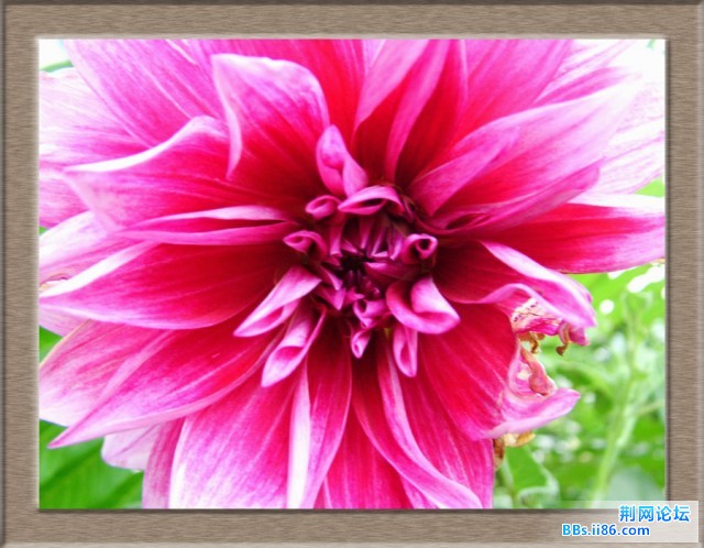 DSCF5271美中不足5.JPG