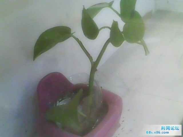 IMG0589A.jpg