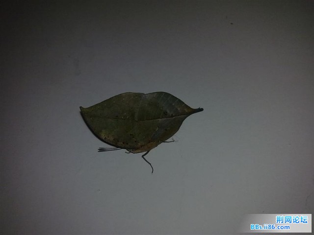 20090810832 (中等).jpg