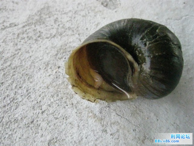 就是这个螺，很大的，但是不能吃的！