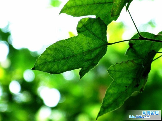 DSCF0831.JPG