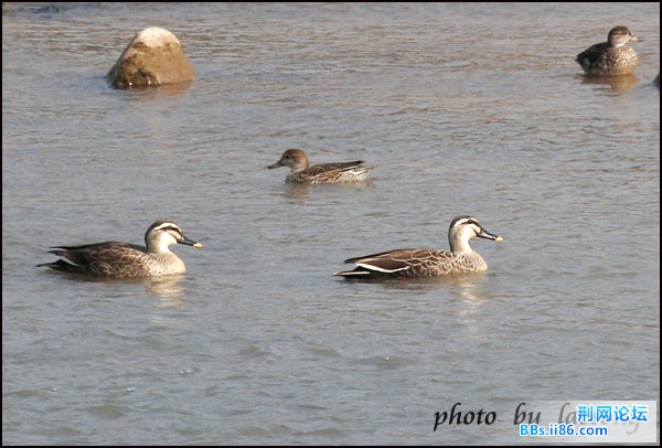 0113－0090 斑嘴鸭.jpg
