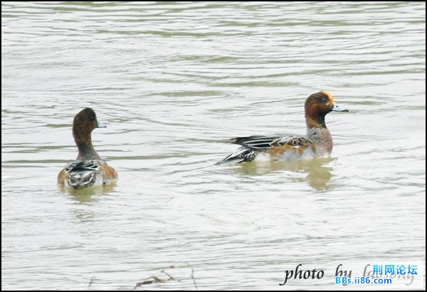 0111－0087 赤颈鸭2.jpg