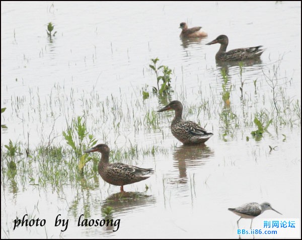 0114－0092 琵嘴鸭.jpg